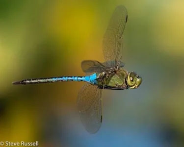Wetter weather brings huge numbers of dragonflies